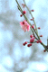 ume017
