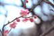ume018