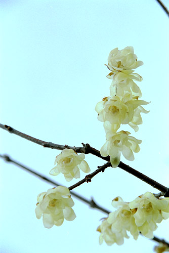 ume019 ���E�o�C�i�P�j