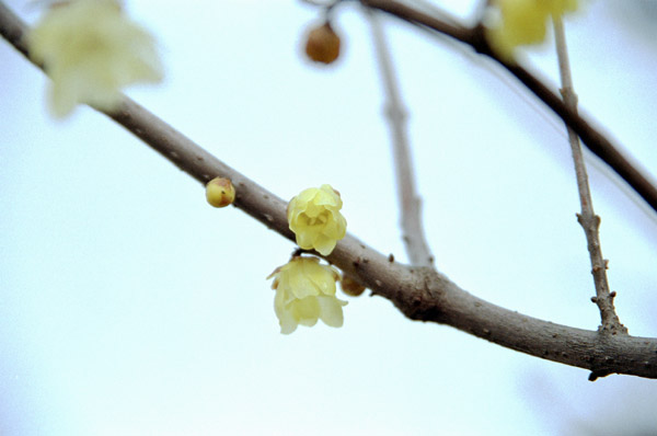 ume020�@���E�o�C�i�Q�j