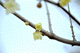 ume020