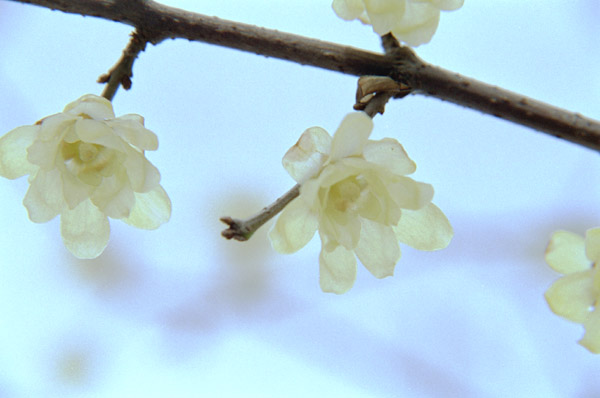 ume021�@���E�o�C�i�R�j