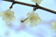 ume021