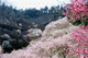 ume023