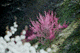 ume024
