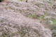ume025