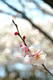 ume026