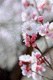 ume027