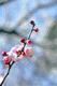 ume028