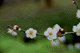 ume029