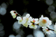 ume030