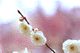 ume031