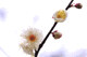 ume032