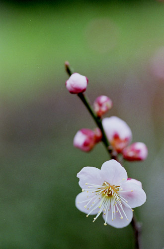 ume033