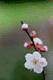 ume033