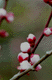 ume034