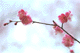 ume036