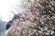 ume037