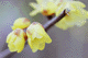 ume039