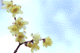 ume040