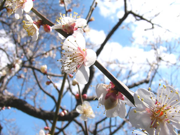 ume041 ���˘�y���̔~(01)