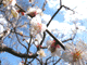 ume041