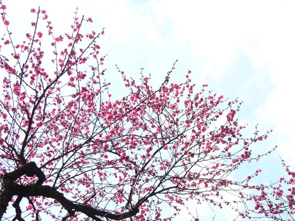 ume042 ���˘�y���̔~(02)