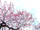 ume042