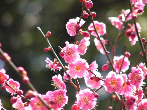 ume043 ���˘�y���̔~(03)