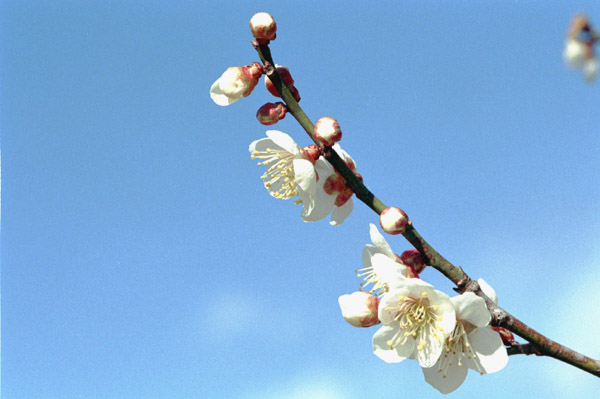 ume045 ������