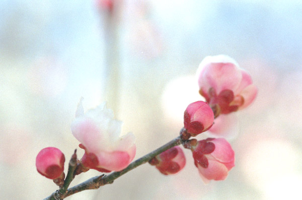 ume046 ���S�~