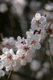 ume047