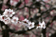 ume048