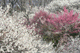 ume049