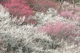 ume050
