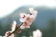 ume051