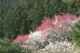 ume052