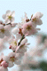 ume053
