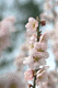 ume054