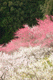 ume055
