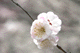 ume056