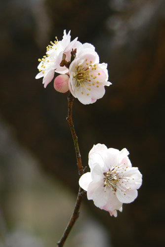ume057
