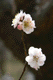 ume057