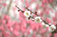ume058