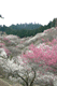 ume059