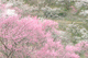 ume060