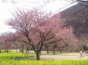 東伊豆 伊東大室山 桜の里 < 撮影:2003/3/23 >