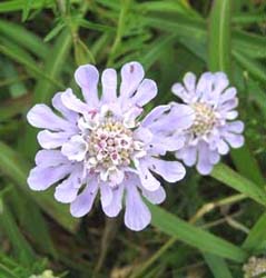 �}�c���V�\�E