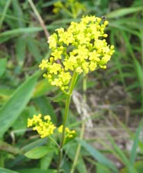 �I�~�i�G�V