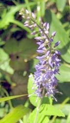 �q���g���m�I�H